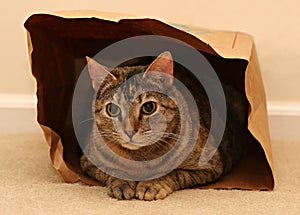 Cat in bag photo