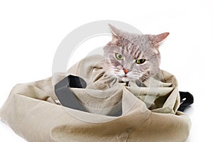 The cat in a bag, the head sticks out of a bag.