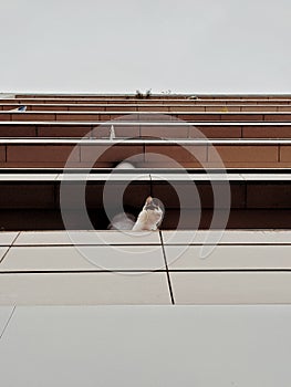 A cat on the balcony, the observator cat in Paris