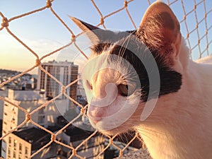 Cat on the balcony at sunset