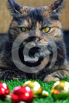 Cat and Ball