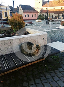 Cat on a banch Rasnov city Citadel