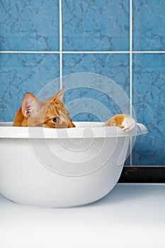 Cat in basin