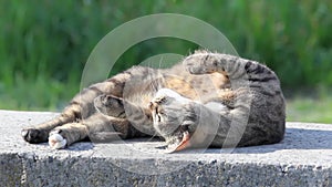 Cat bask in the sun outdoors on a walk