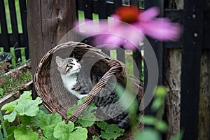 Cat in a basket in the garden