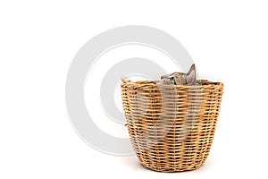 Cat in basket,look outside,isolated white background