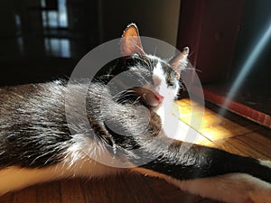 The cat is basking in the sun. A young black and white pet lies on the floor in the low sun. The kitten closed his eyes and enjoys