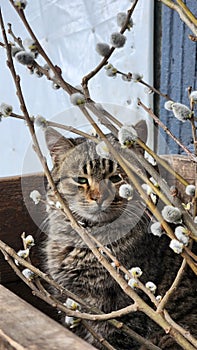 the cat basks in the sun& x27;s warmth between the willow branches