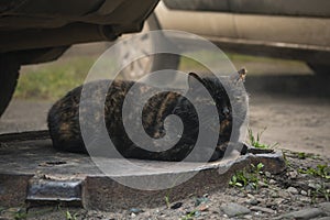 a cat basks on a warm hatch on a cold day