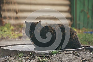 a cat basks on a warm hatch on a cold day