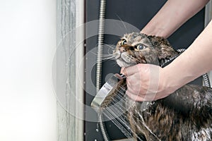 Cat bath. Wet, angry maine coon cat. Cat doesn& x27;t want to take a shower. Muzzle of wet cat in the bathroom. photo