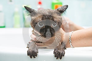 Cat bath. Wet cat.Cat does not like to wash in the bathroom