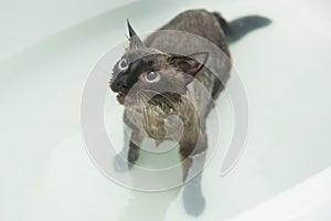 Cat bath. Wet cat.Cat does not like to wash in the bathroom