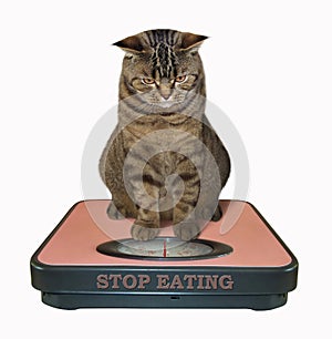 Cat on a bathroom scale