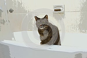 Cat in bathtub