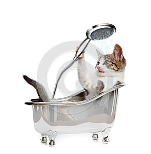 Cat in a bathtube with the shower photo