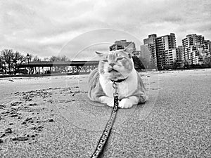 Cat on the beach.