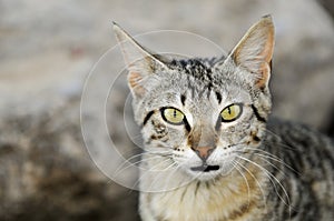 Cat in the beach photo