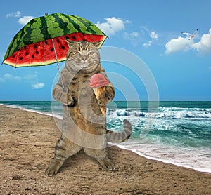 Cat on the beach 7