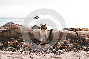 Cat on beach along ocean with banca boat during sunset in Palawan, Philippines