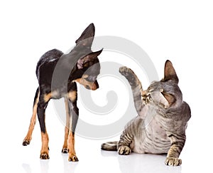 The cat beats a paw on a nose of a dog. isolated o