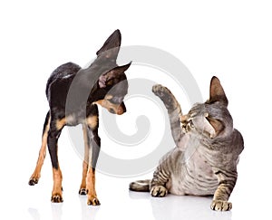 The cat beats a paw on a nose of a dog. isolated o photo