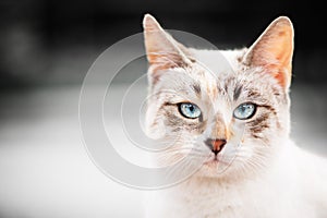 Cat with beautiful blue eyes,portrait with gray scale background.