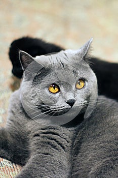 Cat with beautiful eyes close up