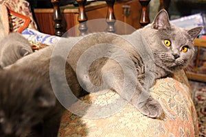 Cat with beautiful eyes on the sofa