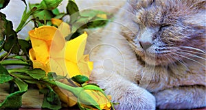 Cat and beautiful yellow flowers