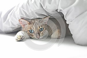 Cat in bed