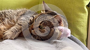 Cat in bed playing with a soft toy.