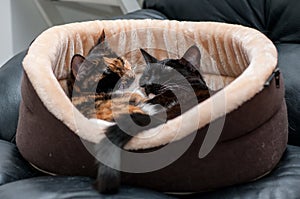 Cat bed with sleeping cats close-up