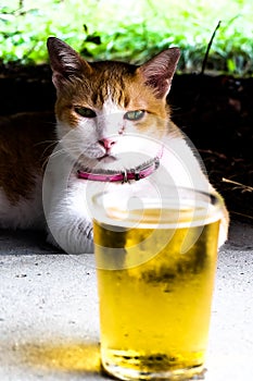 Cat and beer in summer relax concept