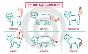 Cat Behavior Poster