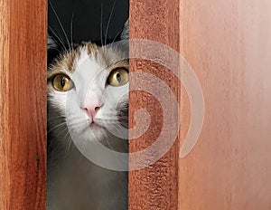 Cat behind ajar door