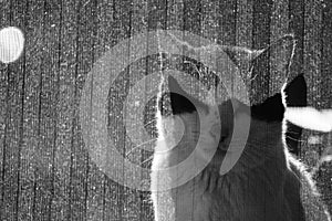 cat behind the curtain and shadow