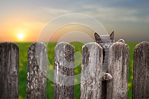 Cat behind a fence