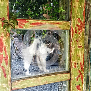 cat behind the glass
