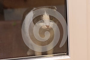 A cat is behind a glass door, waiting for the owner