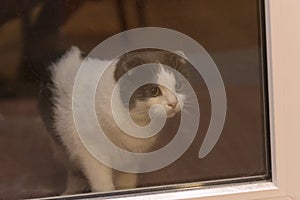 A cat is behind a glass door, waiting for the owner