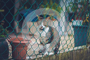 Cat behind a green wire fence   photo