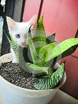 Cat behind plant