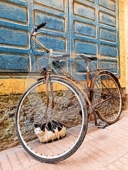 Cat behind a rusty antique bicycle in the streets of Essaouira in Morocco