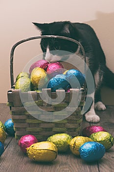 Cat behind a straw basket filled with Easter chocolate eggs wrapped in colorful tinfoil