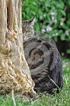 Cat behind tree photo