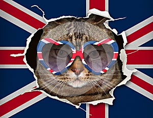 Cat behind the uk flag