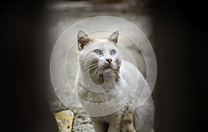 Cat behind wooden hole