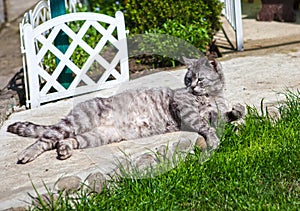 Cat being basked in the spring sun