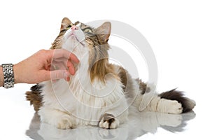 Cat being caressed
